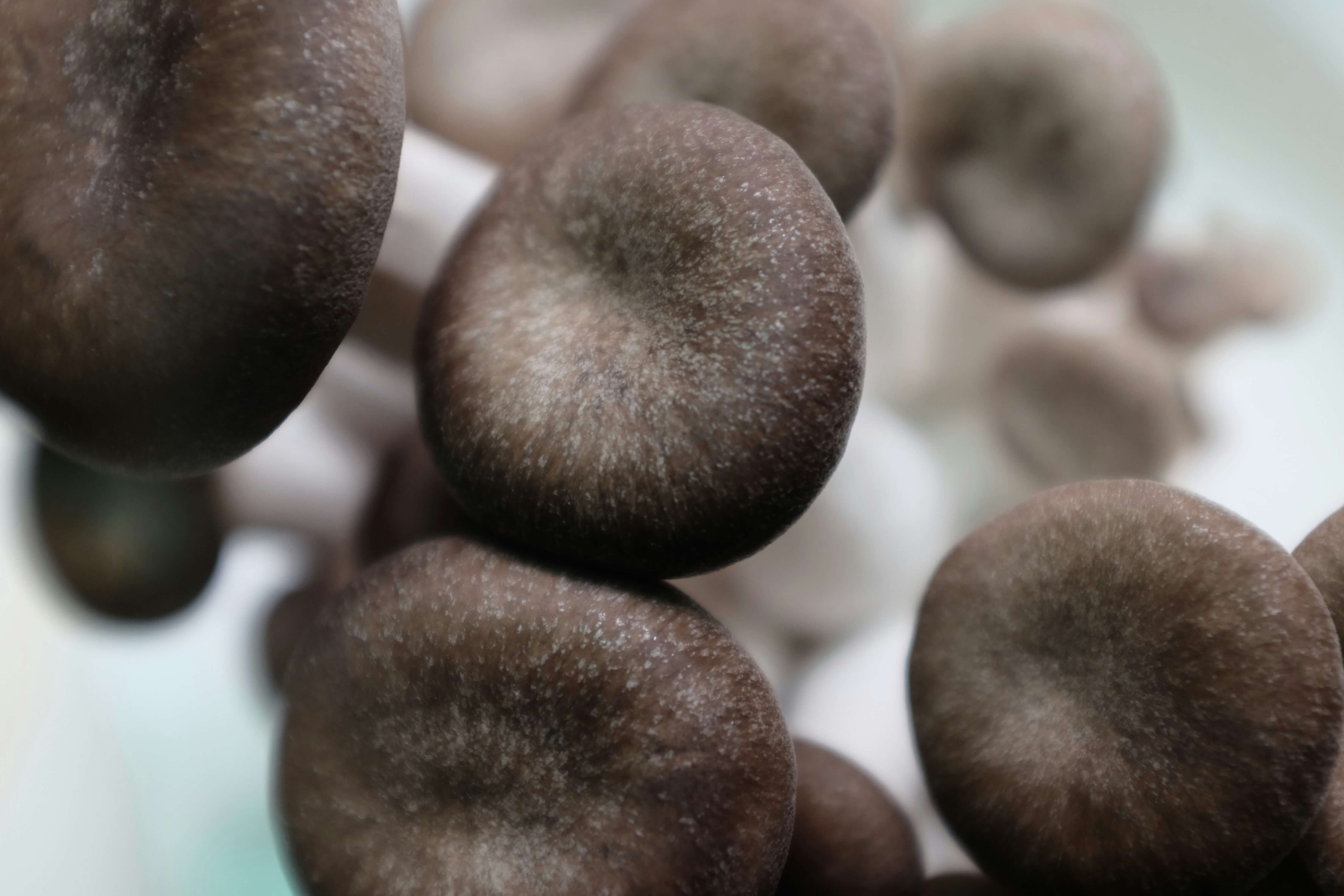 Pleurote Black Pearl