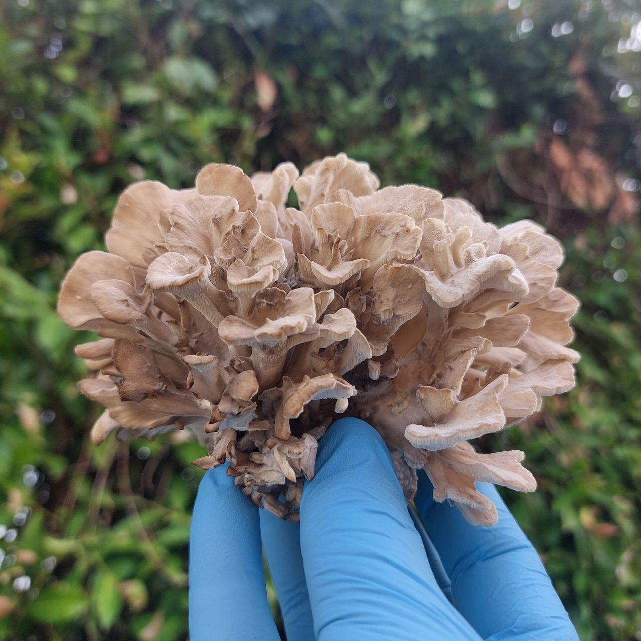 Maitake