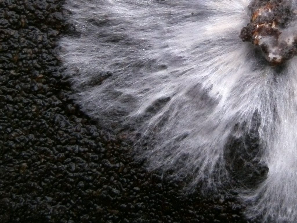 Laboratoire de microbiologie Gaïa