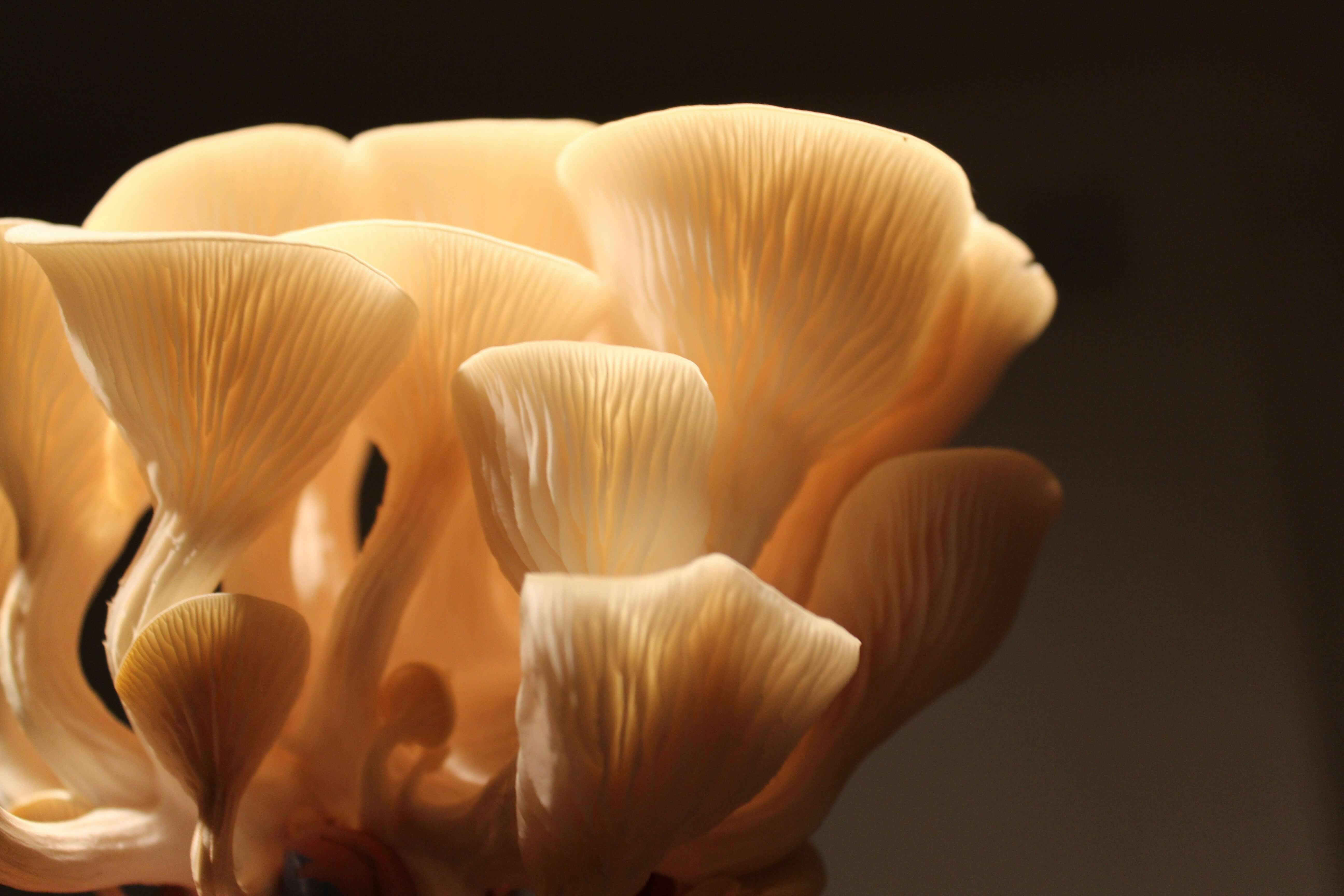 Pleurote jaune