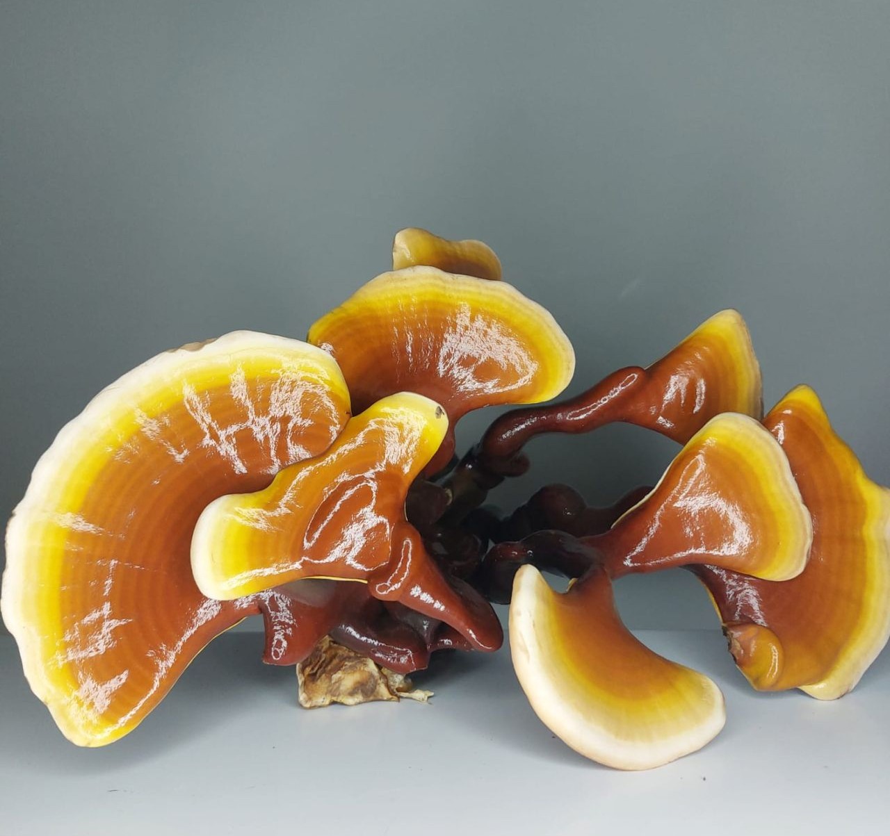 Reishi